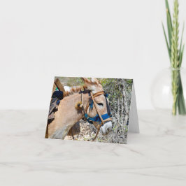 Donkey Baie d'Oranje Haïti blanco briefkaart