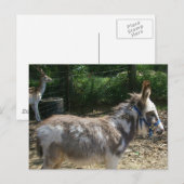 Donkey Briefkaart (Voorkant / Achterkant)