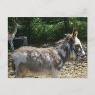 Donkey Briefkaart