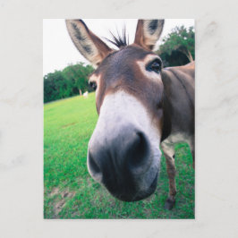 Donkey Briefkaart