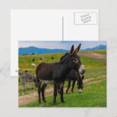Donkey Briefkaart (Voorkant / Achterkant)