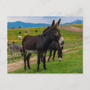 Donkey Briefkaart