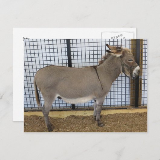 Donkey Briefkaart (Voorkant / Achterkant)