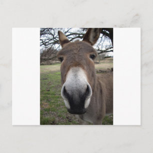 DONKEY BRIEFKAART