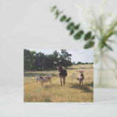 Donkey briefkaart (Staand voorkant)