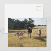 Donkey briefkaart (Voorkant / Achterkant)