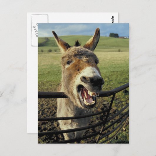 Donkey Briefkaart (Voorkant / Achterkant)