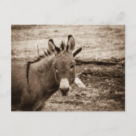 Donkey Briefkaart