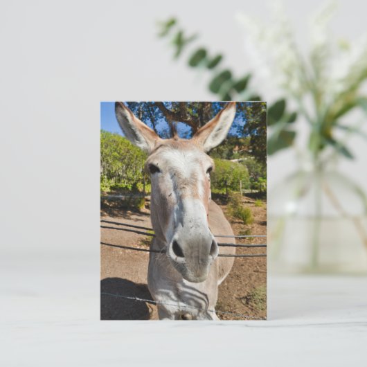 Donkey Briefkaart (Staand voorkant)