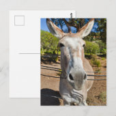 Donkey Briefkaart (Voorkant / Achterkant)