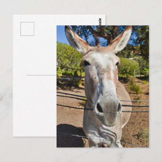 Donkey Briefkaart (Voorkant / Achterkant)