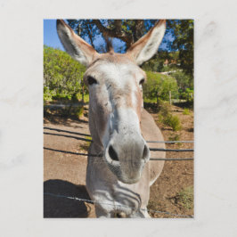 Donkey Briefkaart