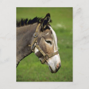 Donkey Briefkaart
