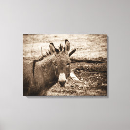 Donkey Canvas Afdruk
