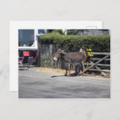 Donkey door de poort briefkaart (Voorkant / Achterkant)