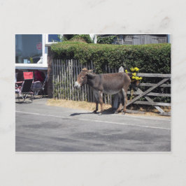 Donkey door de poort briefkaart