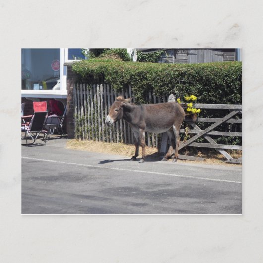Donkey door de poort briefkaart (Voorkant)
