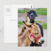 Donkey en lama briefkaart (Voorkant / Achterkant)