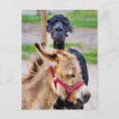 Donkey en lama briefkaart (Voorkant)