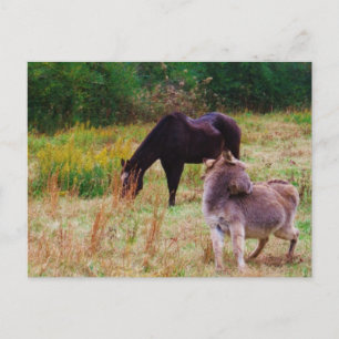 Donkey en paard in een Herfst veld. Briefkaart