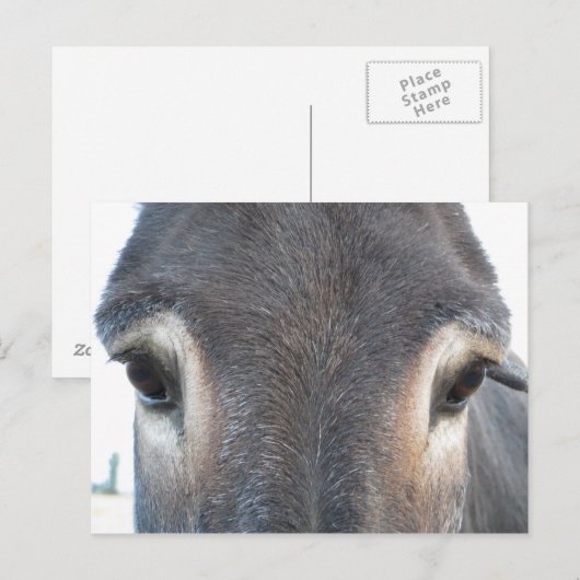 Donkey Eyes Briefkaart (Voorkant / Achterkant)