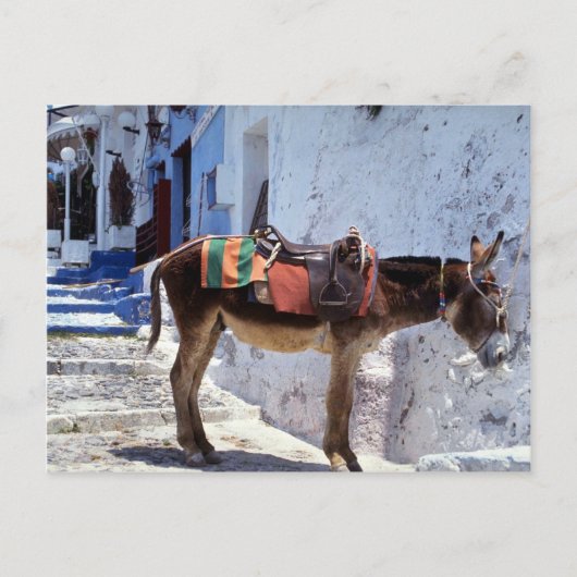 Donkey, Fira Santorini, Griekenland Briefkaart (Voorkant)