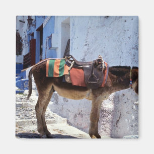Donkey, Fira Santorini, Griekenland Magneet