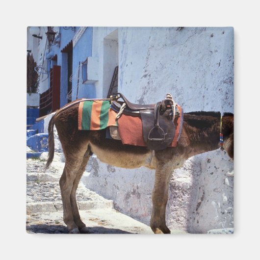 Donkey, Fira Santorini, Griekenland Magneet (Voorkant)
