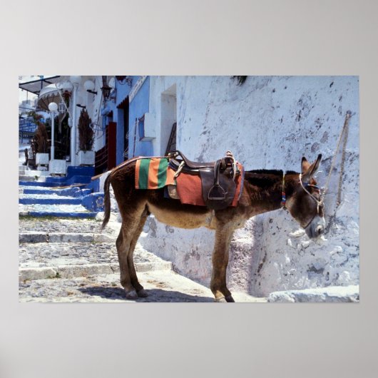 Donkey, Fira Santorini, Griekenland Poster (Voorkant)