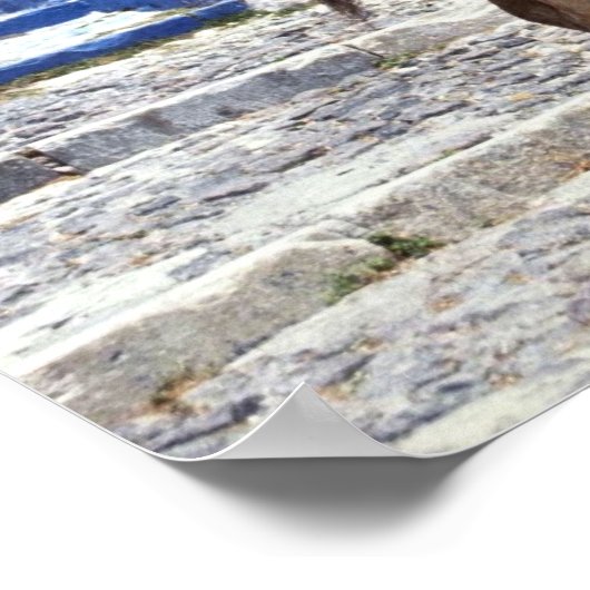 Donkey, Fira Santorini, Griekenland Poster (Hoek)