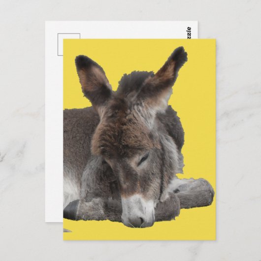 Donkey Foal Briefkaart (Voorkant / Achterkant)