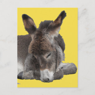 Donkey Foal Briefkaart