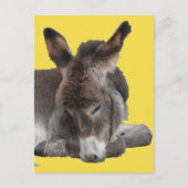 Donkey Foal Briefkaart (Voorkant)