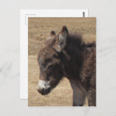 Donkey Foal Foto Briefkaart (Voorkant / Achterkant)