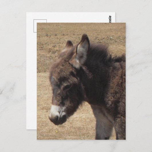 Donkey Foal Foto Briefkaart (Voorkant / Achterkant)