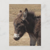 Donkey Foal Foto Briefkaart (Voorkant)