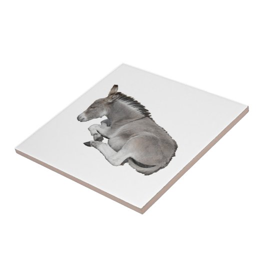 Donkey Foal Tegeltje (Zijkant)