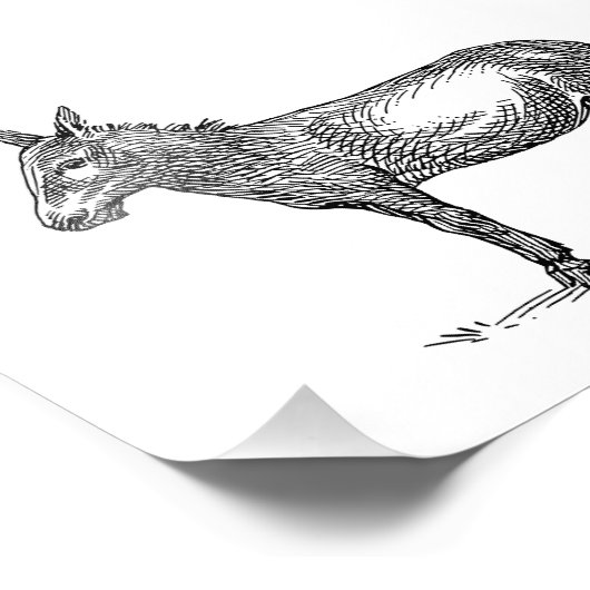 Donkey Foto Afdruk (Hoek)