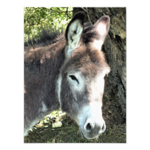 DONKEY FOTO AFDRUK