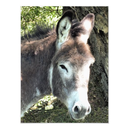 DONKEY FOTO AFDRUK (Voorkant)