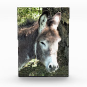 DONKEY FOTOBLOKKEN (Voorkant)