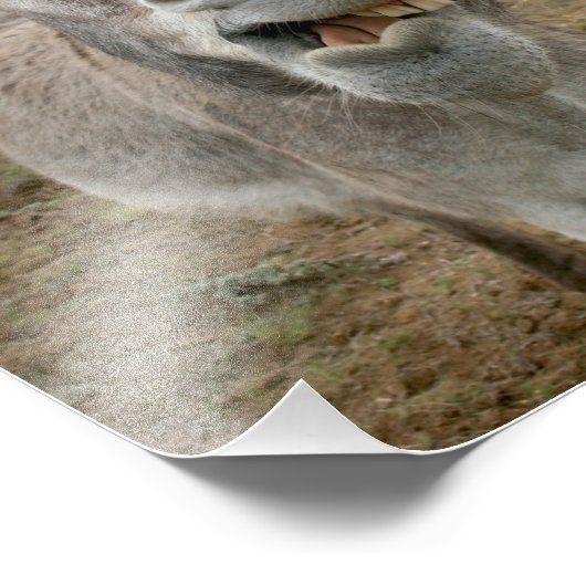 Donkey Gekke Face Foto Afdruk (Hoek)