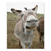 Donkey Gekke Face Foto Afdruk (Voorkant)