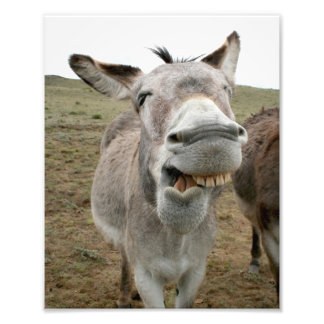 Donkey Gekke Face Foto Afdruk