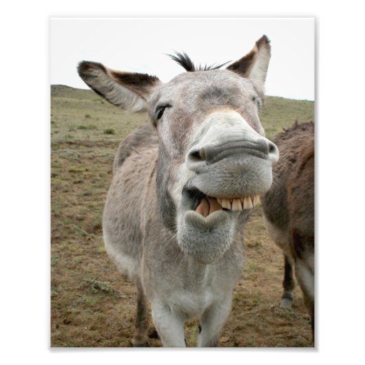 Donkey Gekke Face Foto Afdruk (Voorkant)