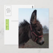 Donkey-Head Briefkaart (Voorkant / Achterkant)