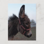 Donkey-Head Briefkaart (Voorkant)