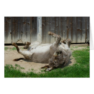 Donkey heeft een weg