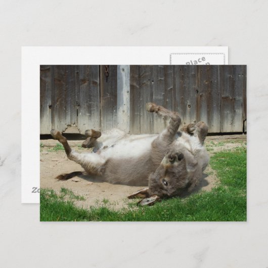 Donkey heeft een weg briefkaart (Voorkant / Achterkant)