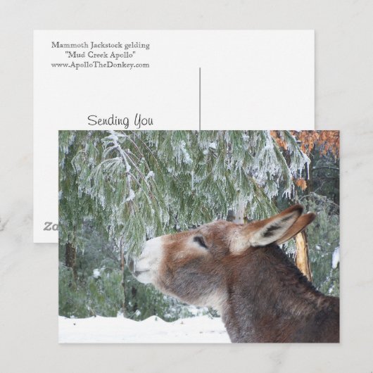 Donkey Holiday Briefkaart (Voorkant / Achterkant)